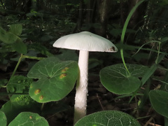 Amanita vaginata alba