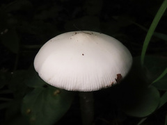 Amanita vaginata alba