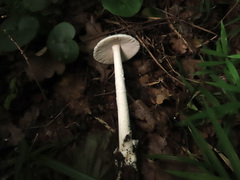Amanita vaginata alba