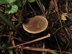 Xerocomus ferrugineus