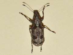 Meconemus infuscatus