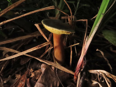 Xerocomus ferrugineus