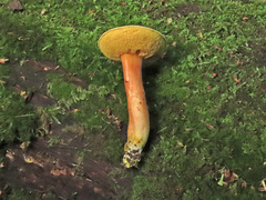 Xerocomus ferrugineus