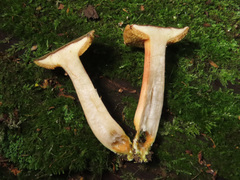 Xerocomus ferrugineus