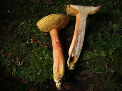 Xerocomus ferrugineus