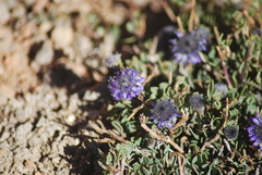 Globularia