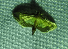 Cnaphalocrocis