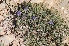 Globularia