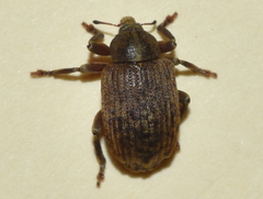 Isorhinus