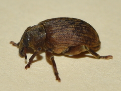 Isorhinus