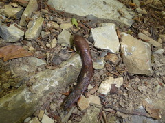 Limax dacampi
