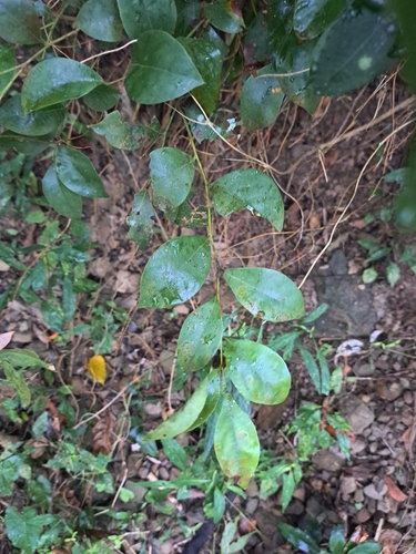 Image of Lindera akoensis by (c) vrxz, some rights reserved (CC BY-SA)