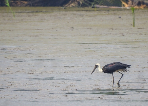 African Woolly-necked Stork