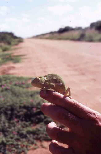 Flap-necked Chameleon
