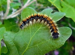 Malacosoma tigris