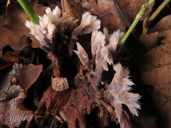 Thelephora penicillata