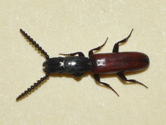 Taphroscelidia linearis