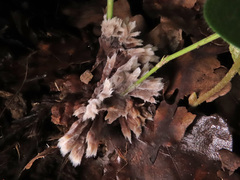 Thelephora penicillata