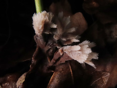 Thelephora penicillata