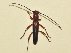 Psyrassa basicornis