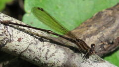 Argia tibialis