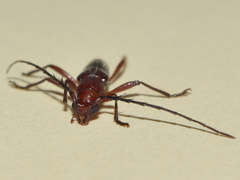 Psyrassa basicornis