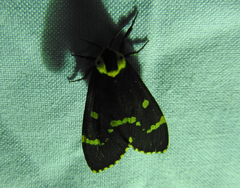 Lymantria semicincta