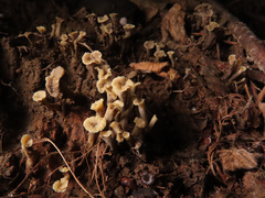 Craterellus undulatus