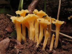 Craterellus luteus