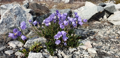 Campanula giesekiana