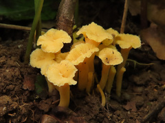 Craterellus luteus