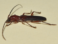 Psyrassa basicornis