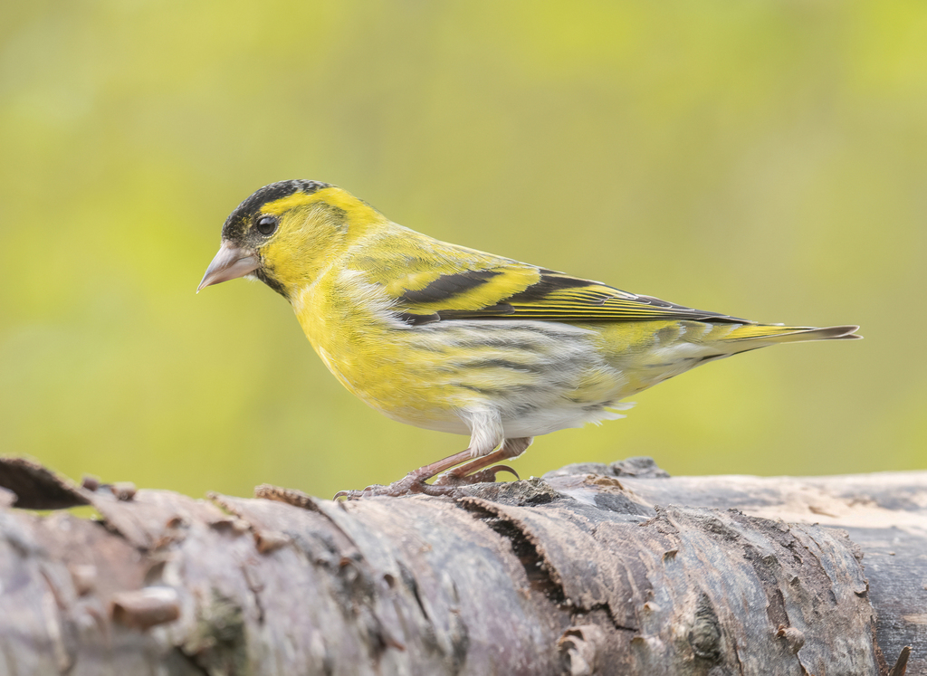 Eurasian Siskin photo