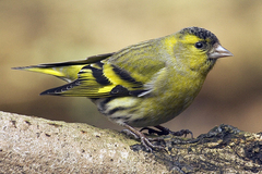 Eurasian Siskin photo 3