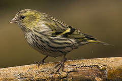 Eurasian Siskin photo 4