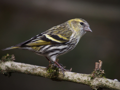 Eurasian Siskin photo 5