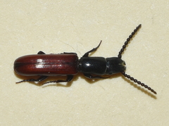 Taphroscelidia linearis