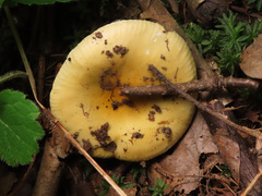 Russula risigallina