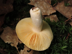 Russula risigallina