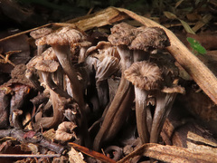 Craterellus cinereus