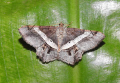 Chiasmia nora