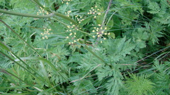 Eleutherospermum cicutarium