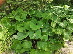 Adenostyles alliariae