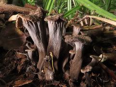 Craterellus cinereus