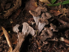 Craterellus cinereus