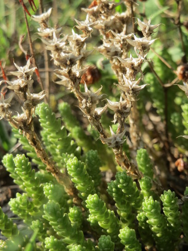 Sedum acre