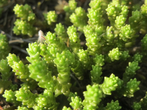 Sedum acre