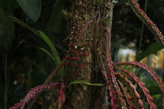 Lepismium cruciforme