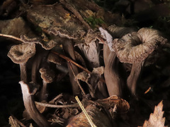 Craterellus cinereus