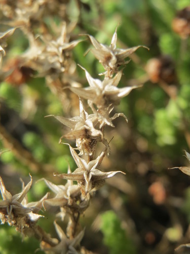 Sedum acre